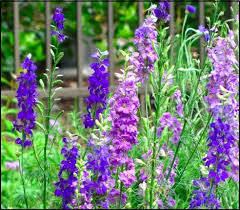 Birth Month Flower Grow Kit July Flowers From Seeds Flower Seeds Birth Flowers Birth Month Flowers