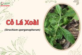 Image result for Struchium sparganophorum