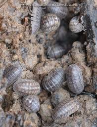Are pill bugs bad neighbors? Sowbugs Bonide