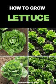 How To Grow Lettuce At Home Farm Food Family Growing Lettuce Growing Seeds Lettuce