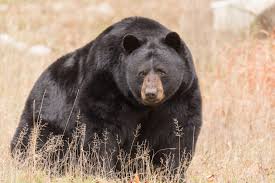 Fur color varies between individuals. American Black Bear International Association For Bear Research And Management