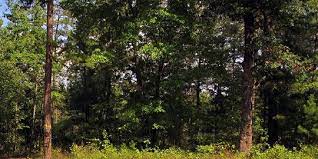 Tapi mimpi ini tak melulu merupakan pertanda baik, terkadang juga bisa menjadi pertanda buruk tergantung bagaimana mimpi. Cerita Orang Bunian Di Belantara Hutan Sumatera Dan Kalimantan Merdeka Com