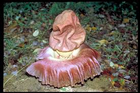 Image result for Amorphophallus goetzei