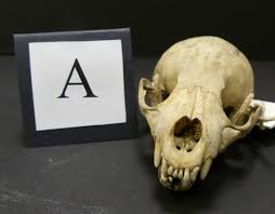 Bbc Nature Uk Unsprung Animal Skull Quiz
