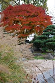 Herbstimpressionen Im Wohngarten Mit Asiatischen Elementen Mit Gras Pennisetum Schlitzahorn Und Bonsai Kiefer Gartengestaltung Garten Asiatischer Garten