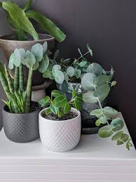 Eucalyptus Plant Care How To Care For Potted Eucalyptus Plants Plant Care House Plant Care