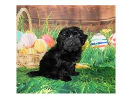 Our havanese puppies for sale come from either usda licensed commercial breeders or hobby breeders with no more than 5 breeding mothers. Havanese Puppies Petland Grove City Oh