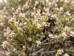 Image result for Arthraerua leubnitziae