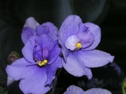 Maybe you would like to learn more about one of these? Mengenal Bunga Violet Afrika Yang Mempesona Ketika Hujan Dan Memiliki Sejarah Panjang Ringtimes Bali