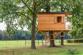 If you're drawing a young, small tree, keep in mind that there probably aren't very many large branches and they'll be much thinner than the branches of a large, old tree. The Best Trees For A Treehouse Mr Tree Inc