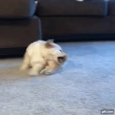 Download Dog Chasing His Tail Gif Png Gif Base And the reason they docked the tails is so the cows wouldn't step on. download dog chasing his tail gif png