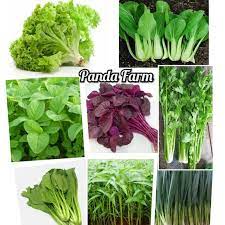 Jenis sayuran pelengkap yang satu ini juga mudah ditanam kembali, lho! Paket Hemat Benih Sayuran Daun Hidroponik 8 Jenis Shopee Indonesia