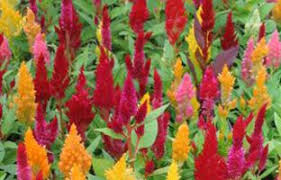Poison Prevention Week Safe Plants For Cats And Dogs Flower Seeds Cat Safe Plants Plants