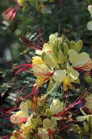 Image result for Caesalpinia