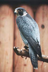 Nyomblr Birds Of Prey Horse Photography Animals