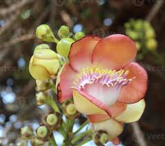 Image result for Dipterocarpaceae