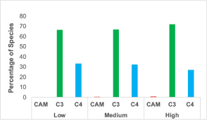 Image result for Leptochloa coerulescens