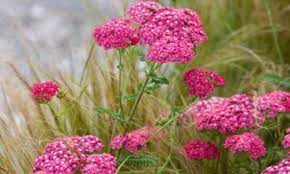 Achillea Yarrow Yarrow Plant Yarrow Flower Drought Tolerant Perennials