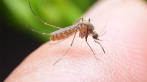 Din scoarta sa se extrage uleiul de eucalipt, cu intrebuintari farmaceutice importante. Cum ScÄƒpÄƒm De È›anÈ›ari Plante Repelente SoluÈ›ii FÄƒrÄƒ Chimicale Insecticide Eficiente In Exterior È™i Interior