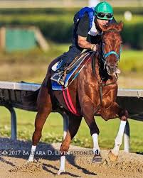 Gunnevera True Love Horses Horse Racing Thoroughbred Horse