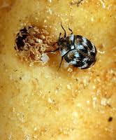 4k00:09black beetle on white mushroom (cep, boletus, porcini) in summer forest. Insects In The City Anthrenus Verbasci The Adaptable Carpet Beetle