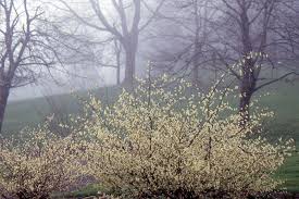 Image result for Pycreus xantholepis