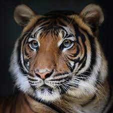 Humans are not the only animals that seeks freedom and space. ratings for malaysia animals. Portrait Of A Friend 2 Tiger Facts Tiger Pictures Animals Beautiful