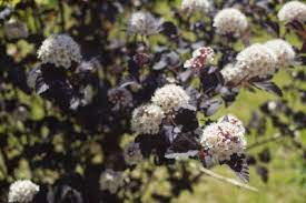 Maybe you would like to learn more about one of these? Zone 3 Flowering Trees Learn About Flowering Trees That Grow In Zone 3