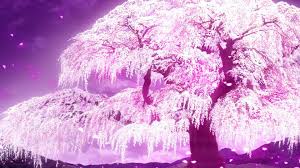 At the same time, you'll also find surprising picks among them. Night Cherry Blossom Anime Backgrounds Novocom Top