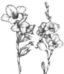 5 out of 5 stars. Gladiolus Drawing At Paintingvalley Com Explore Collection Of Gladiolus Drawing
