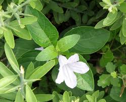 Image result for Ruellia patula