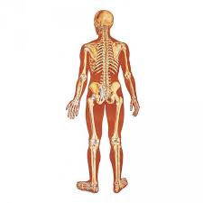 Lehrtafel Das Menschliche Skelett Skelett Rückenseite