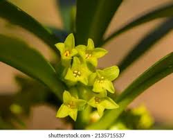 Image result for Callilepis laureola