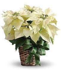 White Poinsettia Christmas Flower Arrangements Poinsettia Plant Christmas Flowers