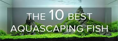 1,432 likes · 28 talking about this. The 10 Best Aquascaping Fish Aquarium Info