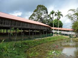 Although the restaurant is a recent addition to the plantation, this traditional wooden house has been here for ages. Sabah Tea Plantation Long House Photo