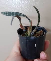 Image result for Oeceoclades perrieri