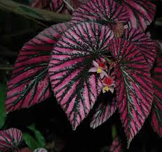 Image result for Begonia elatostemmoides