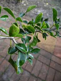 Image result for Hunteria myriantha