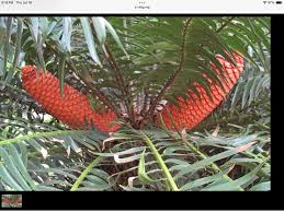 Image result for Encephalartos gratus
