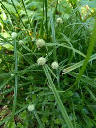 Image result for Cyperus margaritaceus