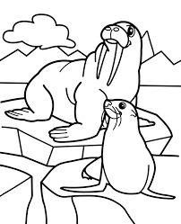 100 free sea life coloring pages. Walrus And Seal Coloring Page To Print For Free Fish Coloring Page Free Coloring Page Templat Animal Coloring Pages Dolphin Coloring Pages Fish Coloring Page