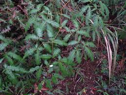 Image result for Dicranopteris elegantula