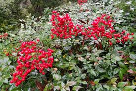 Check spelling or type a new query. Plant Of The Week Compact Nandina Neil Sperry S Gardens