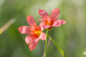 Image result for Moraea verdickii