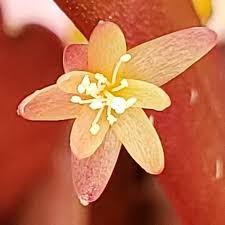 Image result for Euphorbia ramulosa