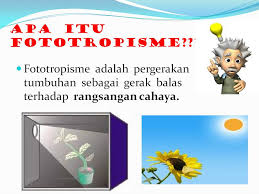 S viewringkasan materi kelas 8 bab i. Slide4 Ehforest