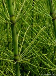 Image result for Hydrothauma manicatum