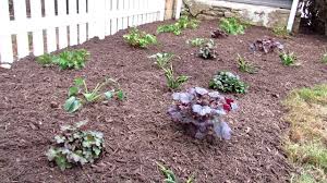We did not find results for: How To Plant A Hosta Fern Coral Bells Shade Garden 3 6 Hours Of Sun All The Quick Easy Steps Youtube