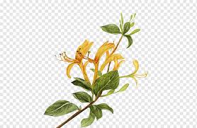 We did not find results for: Tea Tree Flowering Tea Chrysanthemum Tea Goods Food Price Tmall Online Shopping Tea Flowering Tea Chrysanthemum Tea Png Pngwing